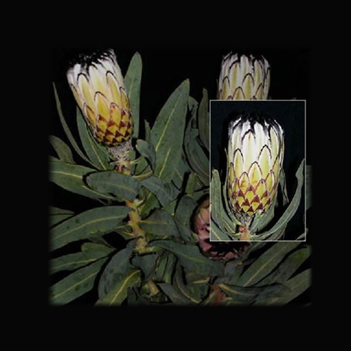White Mink Protea Proteas and Leucadendrons Flowers by category